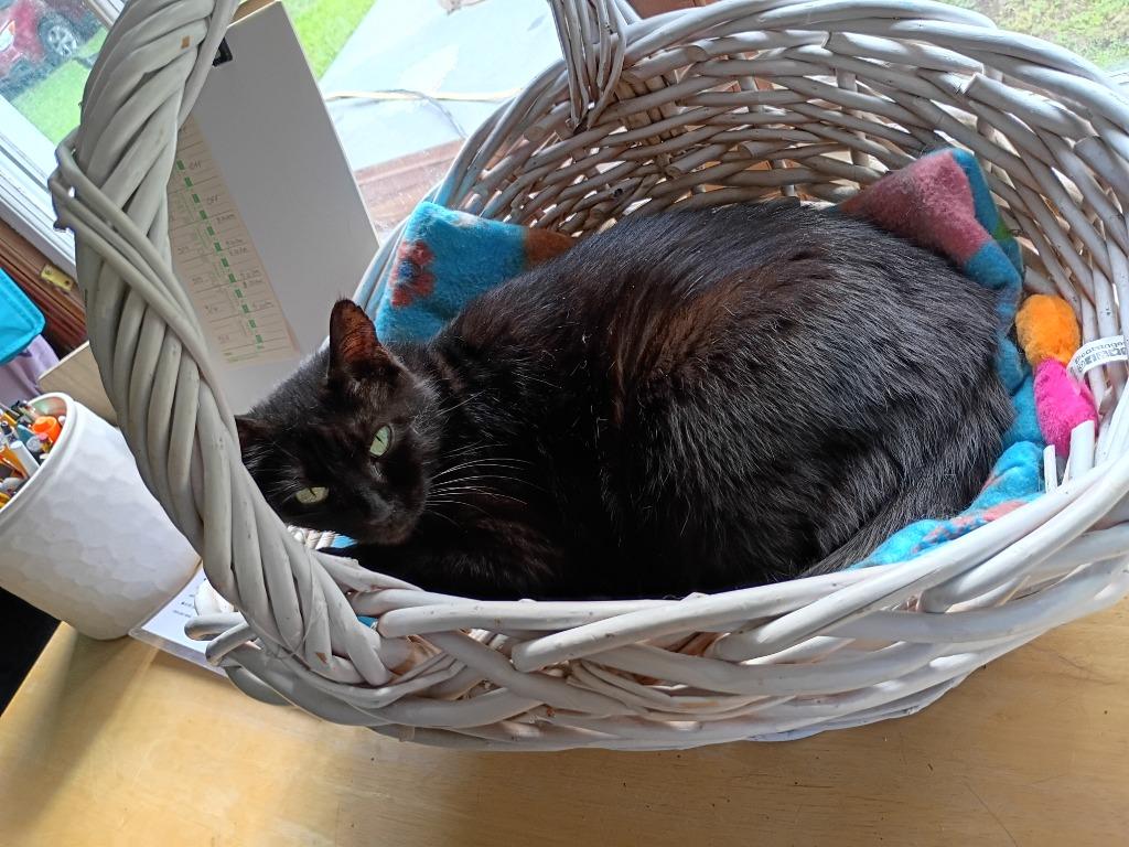 Trixie, Adoptable, Young Female Domestic Short Hair.