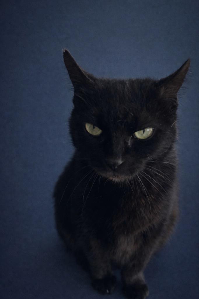 Trixie, Adoptable, Young Female Domestic Short Hair.