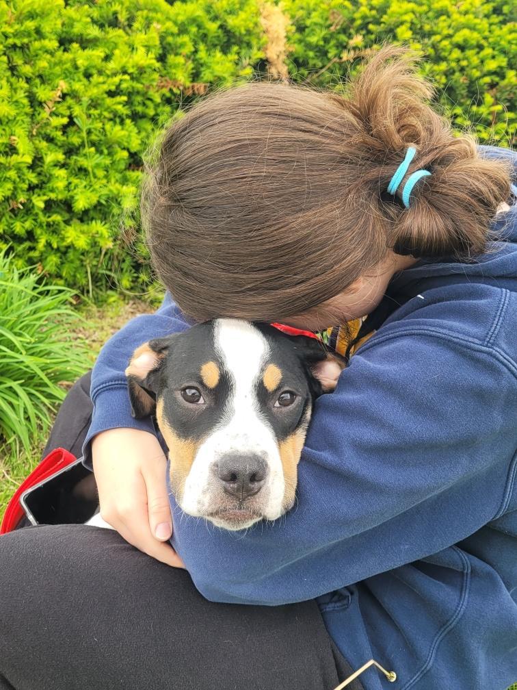 Enlarge Snoop Dog - [ ]  Saturday Pet Supplies Plus 1-3-  5348 Dixie Hwy Waterford, MI 48329), an adoptable mixed breed in White Lake, MI image 1/5