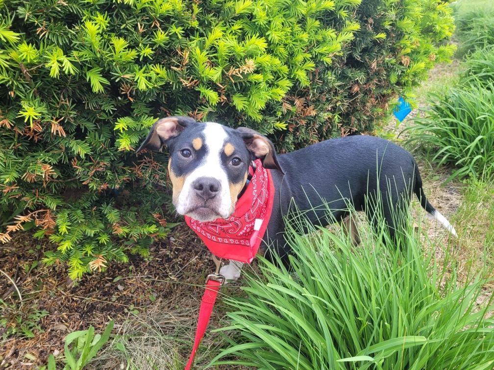 Enlarge Snoop Dog - [ ]  Saturday Pet Supplies Plus 1-3-  5348 Dixie Hwy Waterford, MI 48329), an adoptable mixed breed in White Lake, MI image 2/5