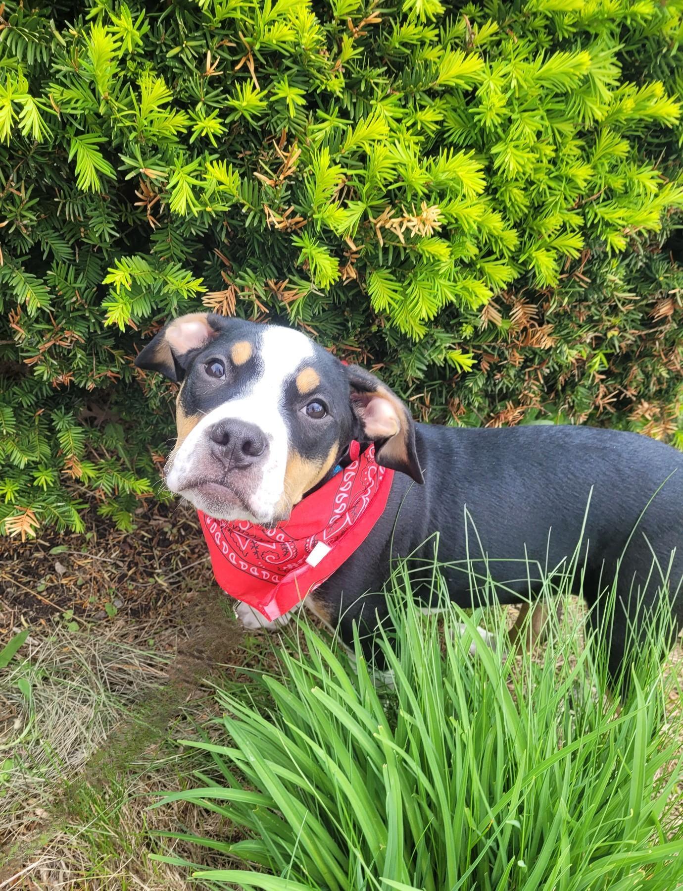 Enlarge Snoop Dog - [ ]  Saturday Pet Supplies Plus 1-3-  5348 Dixie Hwy Waterford, MI 48329), an adoptable mixed breed in White Lake, MI image 3/5