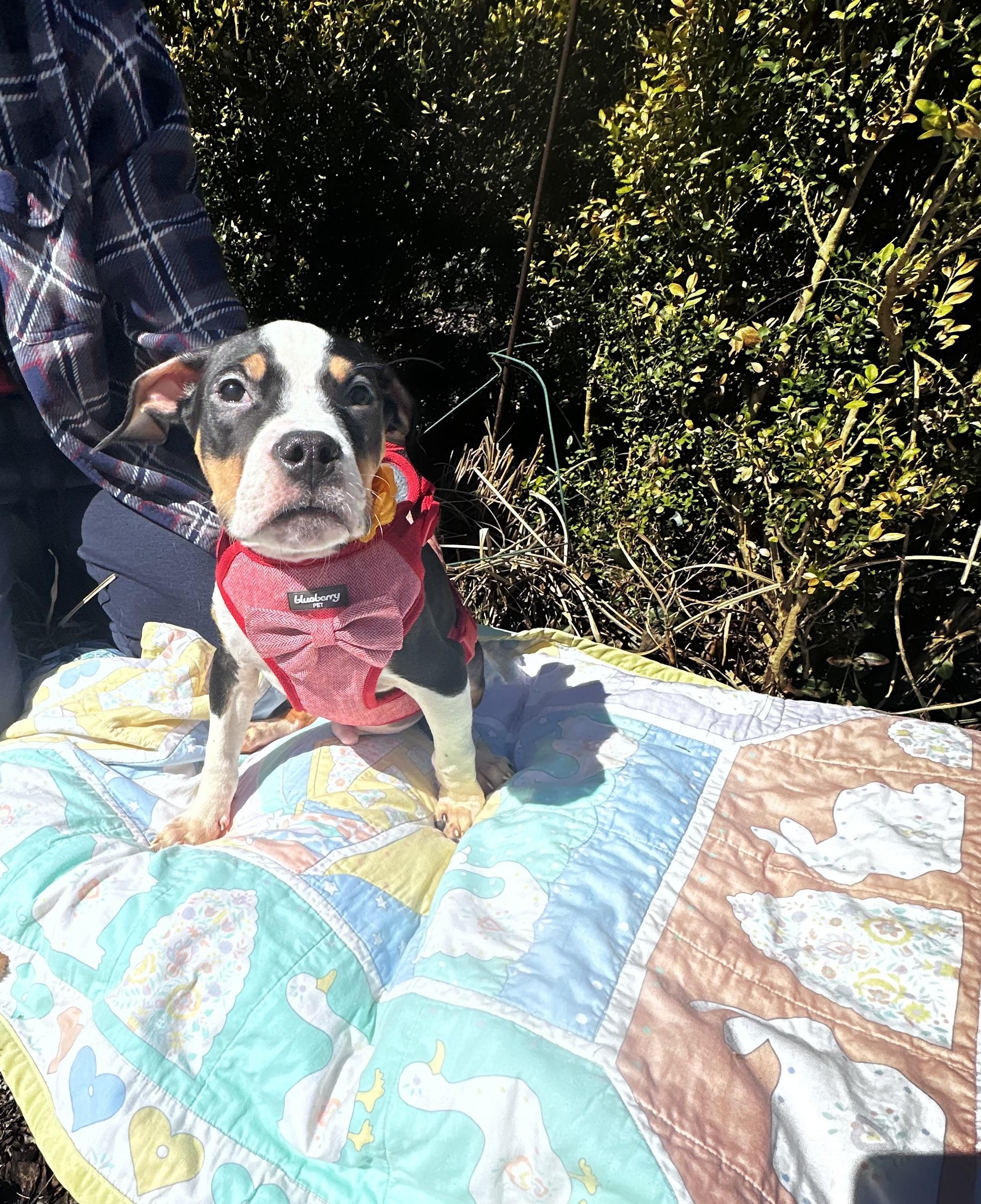 Enlarge Snoop Dog - [ ]  Saturday Pet Supplies Plus 1-3-  5348 Dixie Hwy Waterford, MI 48329), an adoptable mixed breed in White Lake, MI image 4/5