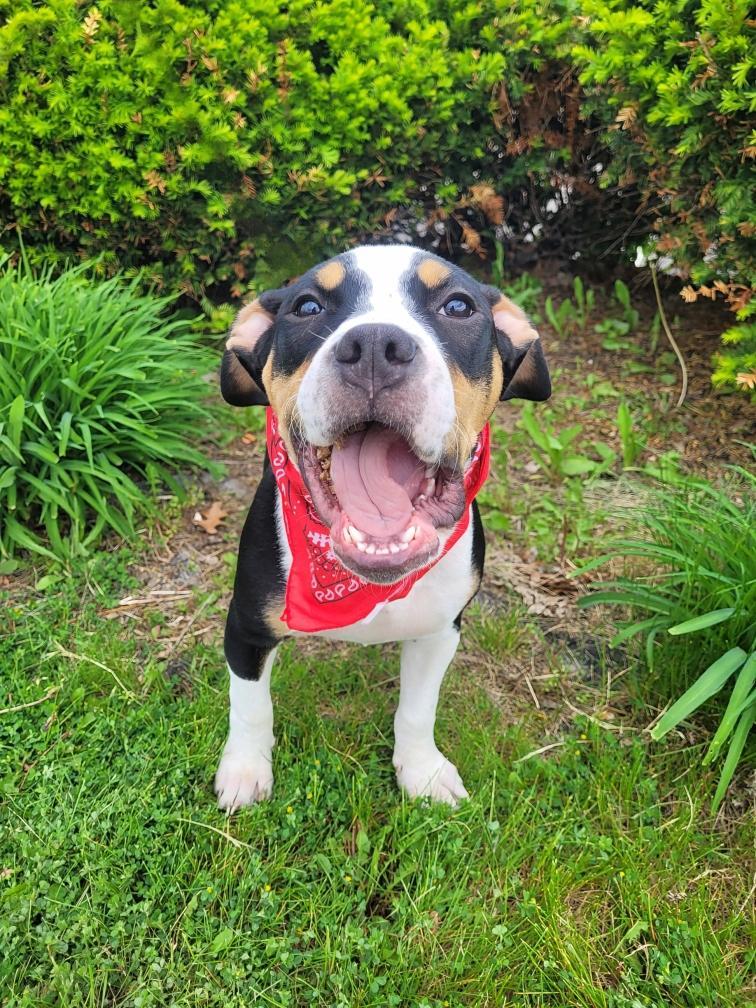 Enlarge Snoop Dog - [ ]  Saturday Pet Supplies Plus 1-3-  5348 Dixie Hwy Waterford, MI 48329), an adoptable mixed breed in White Lake, MI image 5/5