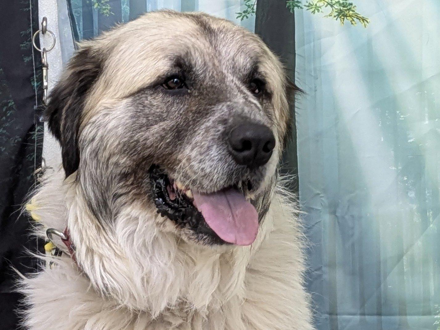 Enlarge Tahoka, an adopted mixed breed in Republic, WA image 5/6