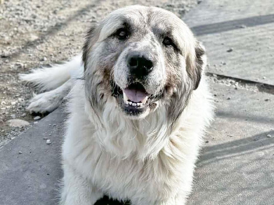 Enlarge Tahoka, an adopted mixed breed in Republic, WA image 3/6