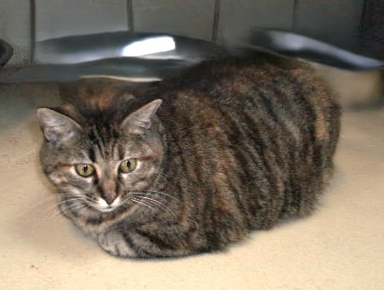 Moki Rose, a Adoptable mixed breed in Lago Vista, TX image 5/5