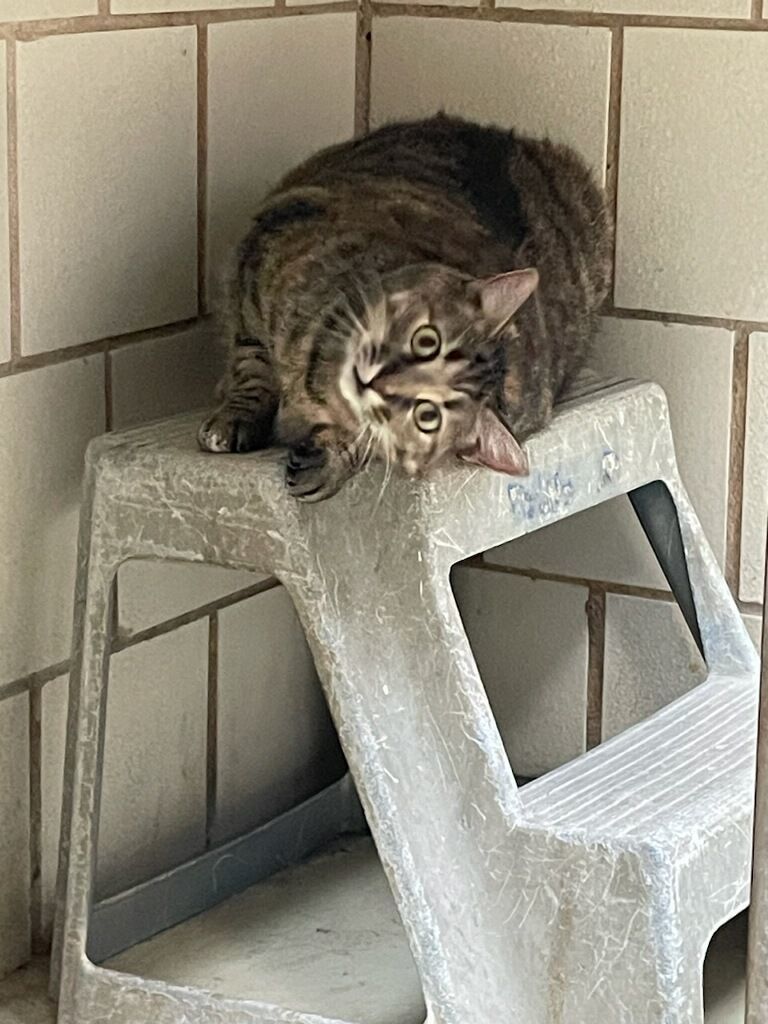 Moki Rose, a Adoptable mixed breed in Lago Vista, TX image 2/5