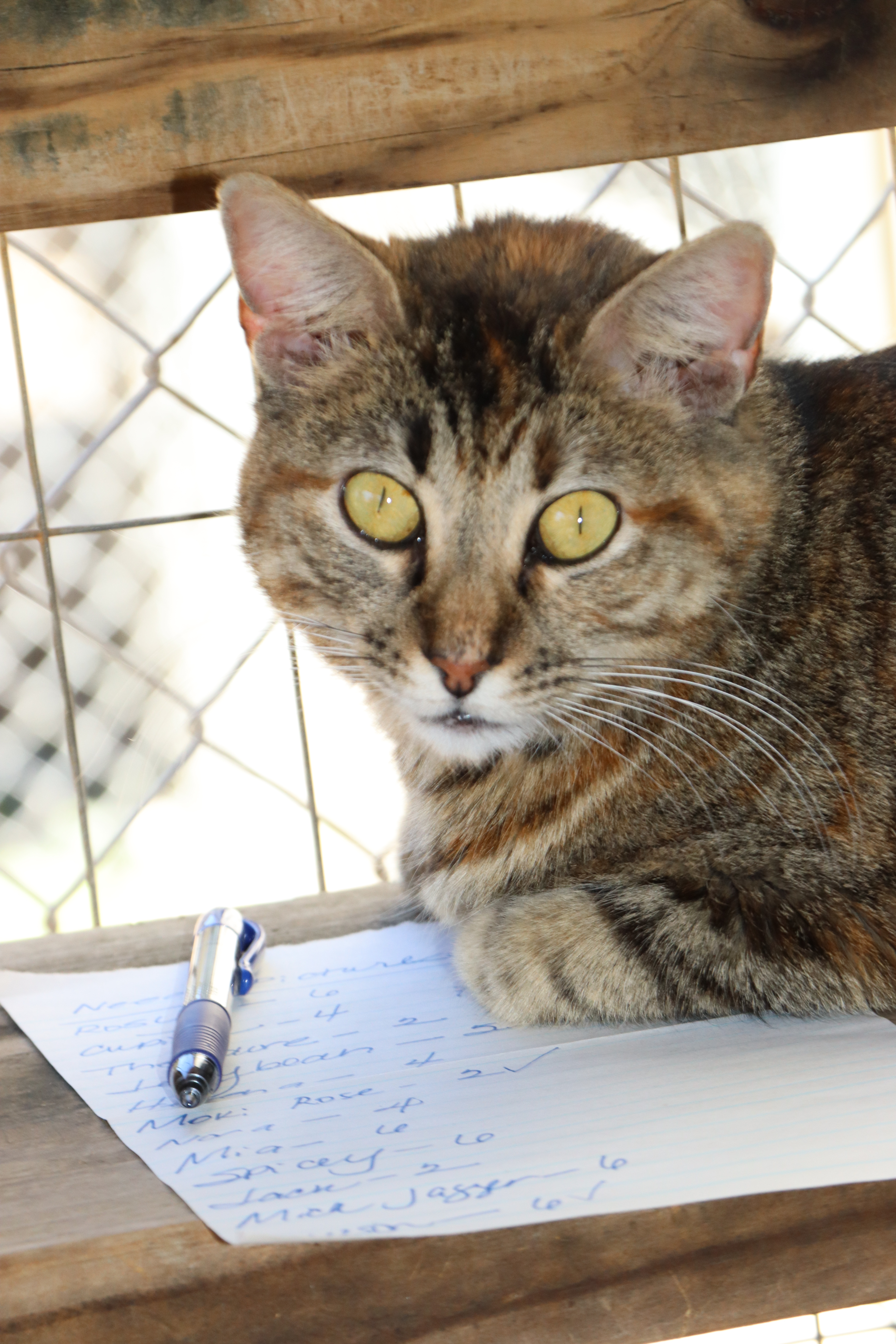 Moki Rose, a Adoptable mixed breed in Lago Vista, TX image 3/5