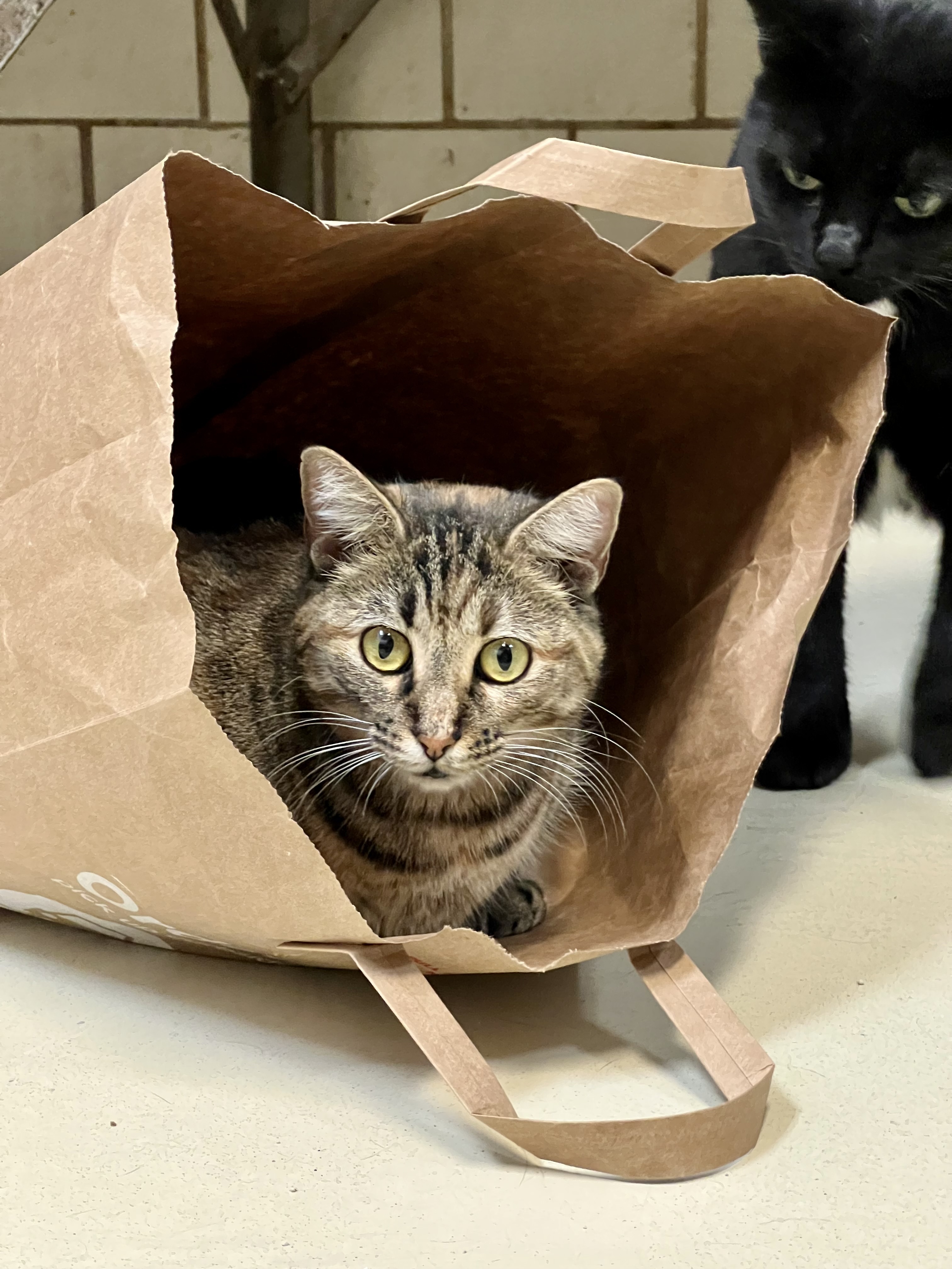 Moki Rose, a Adoptable mixed breed in Lago Vista, TX image 4/5