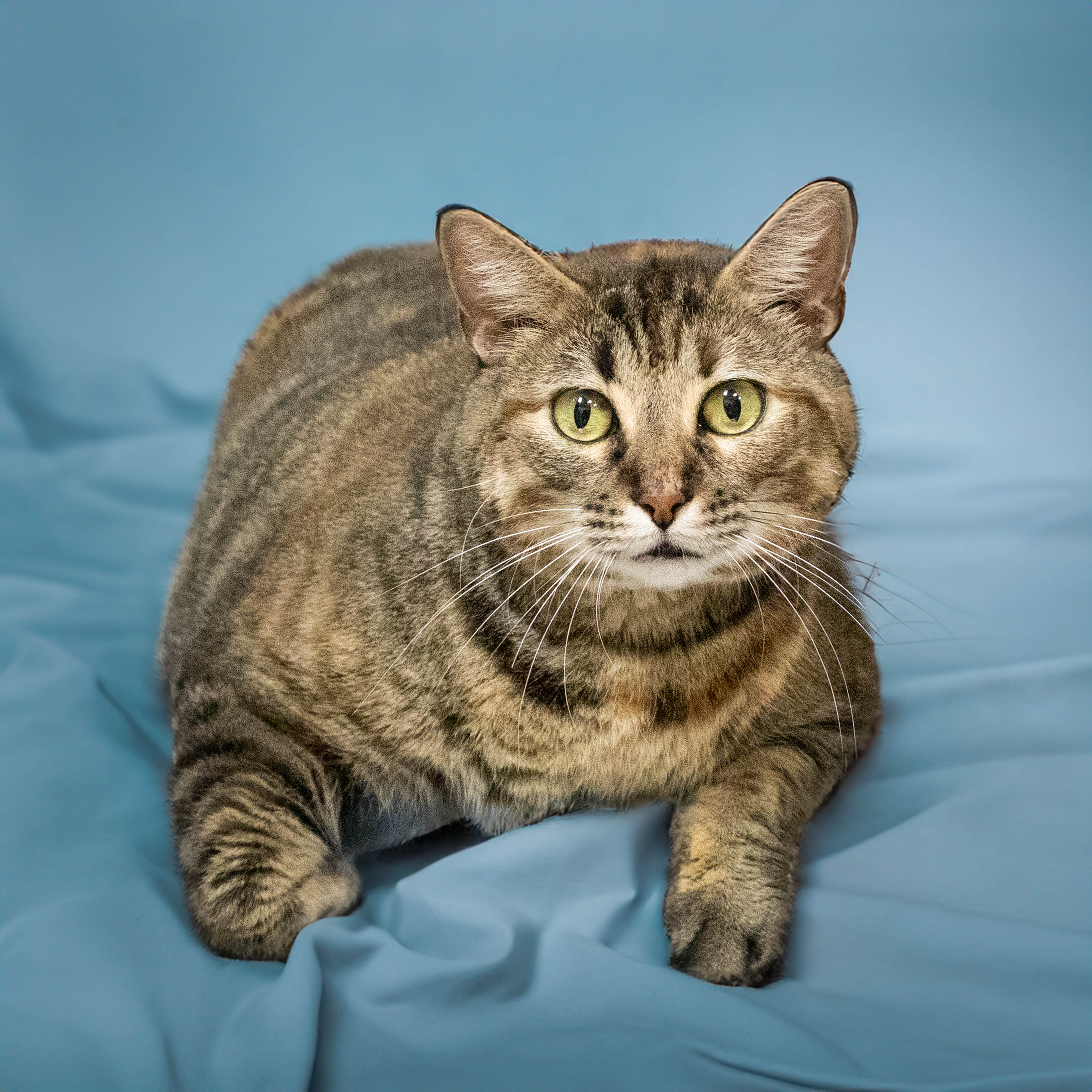 Moki Rose, Adoptable, Adult Female Domestic Short Hair & Calico.
