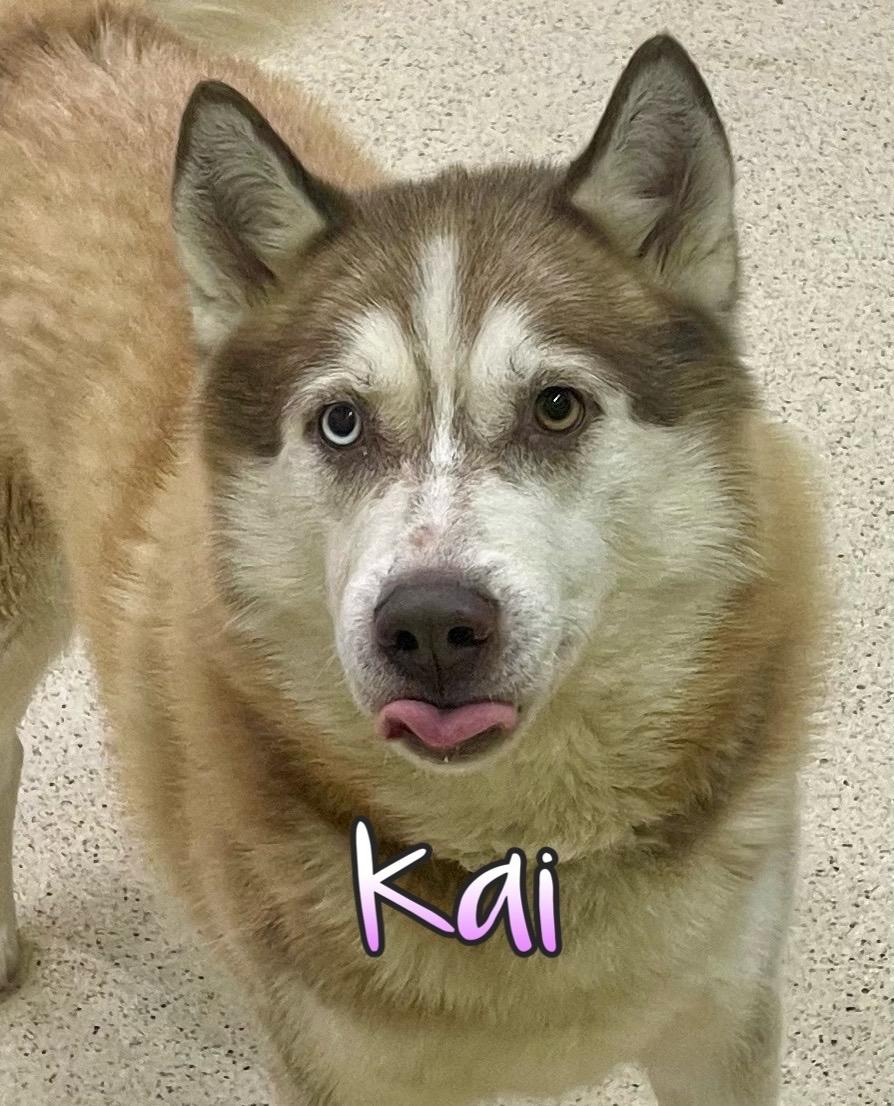 Kai, an adoptable Husky in Muncie, IN image 1/6
