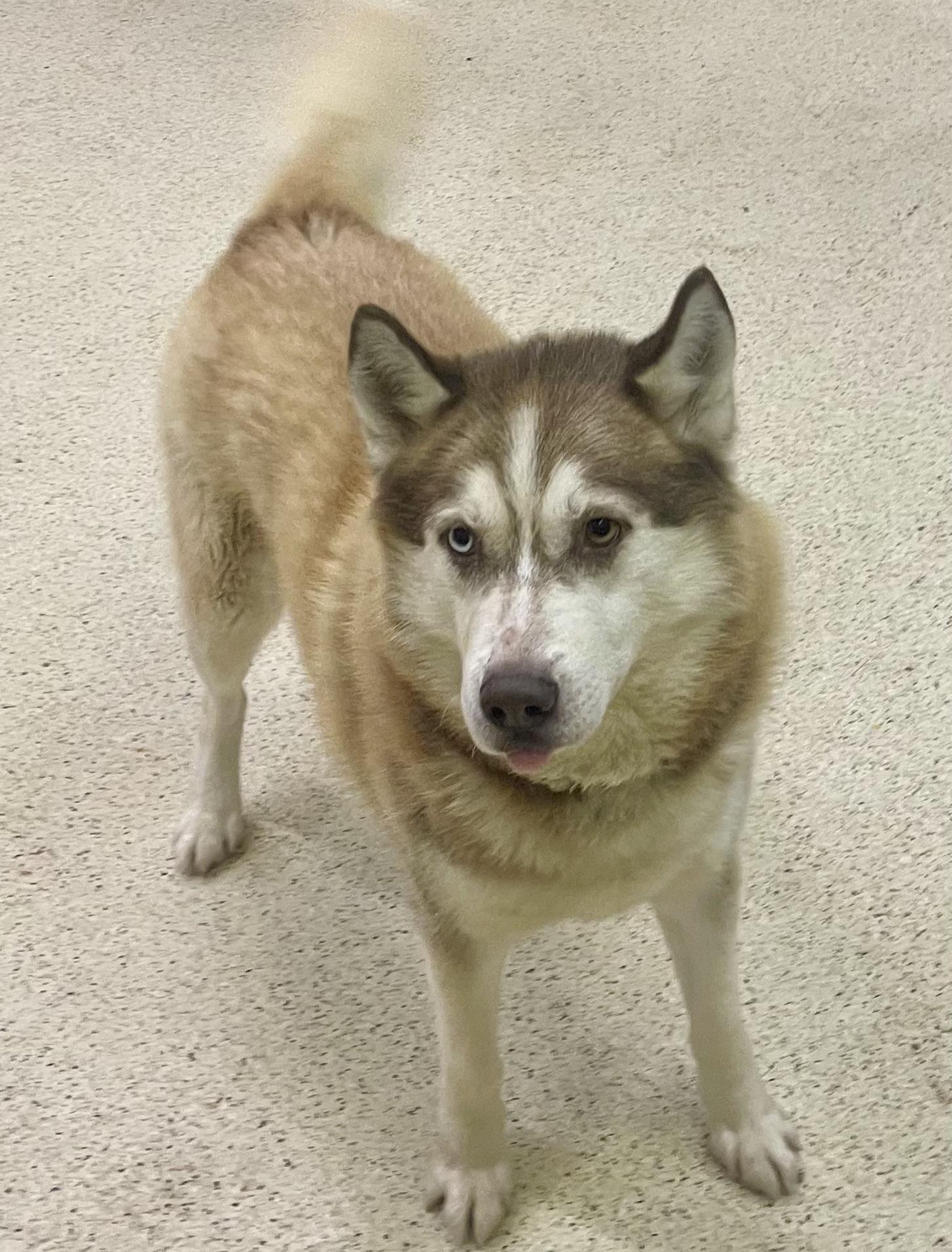Kai, an adoptable Husky in Muncie, IN image 6/6