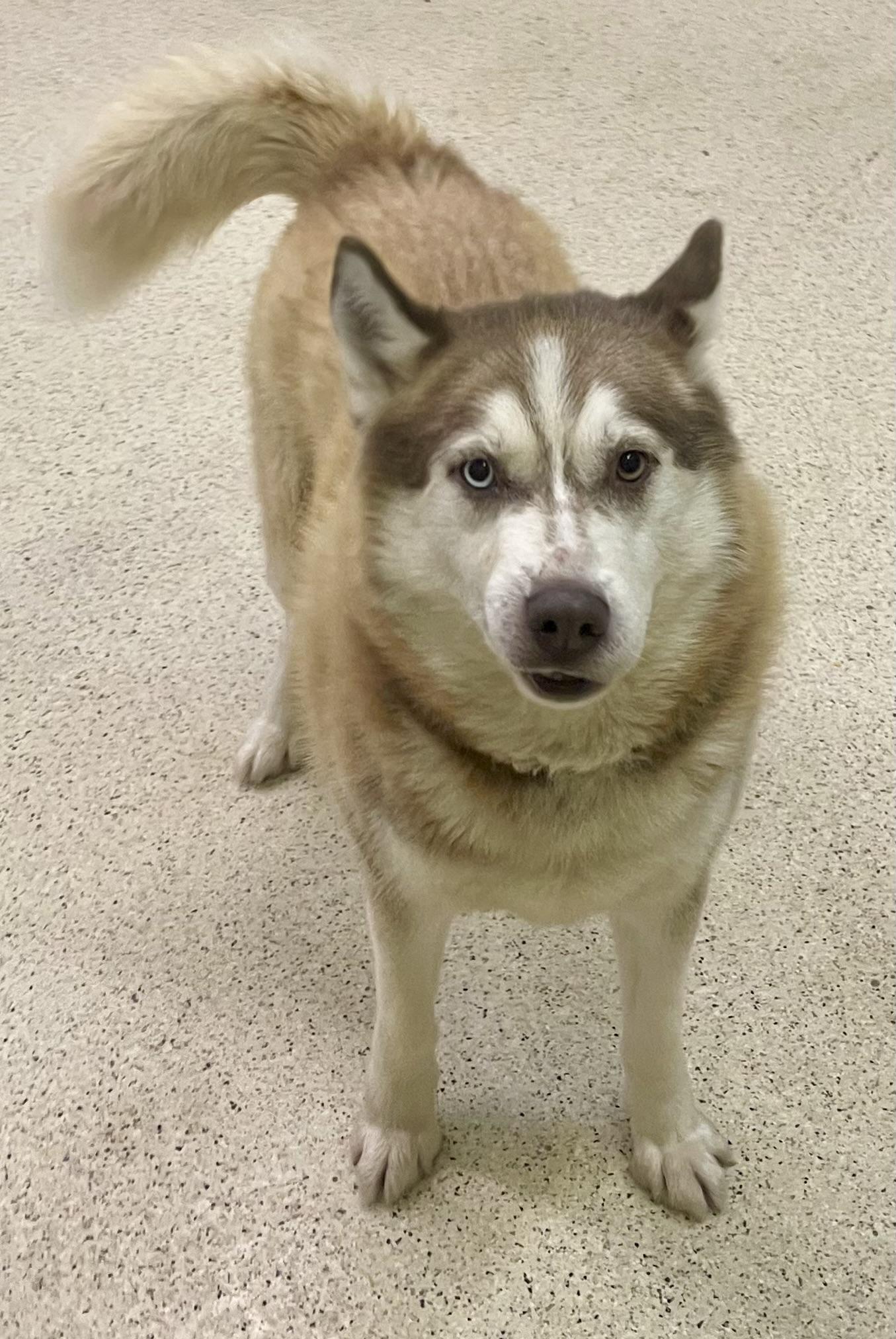 Kai, an adoptable Husky in Muncie, IN image 5/6