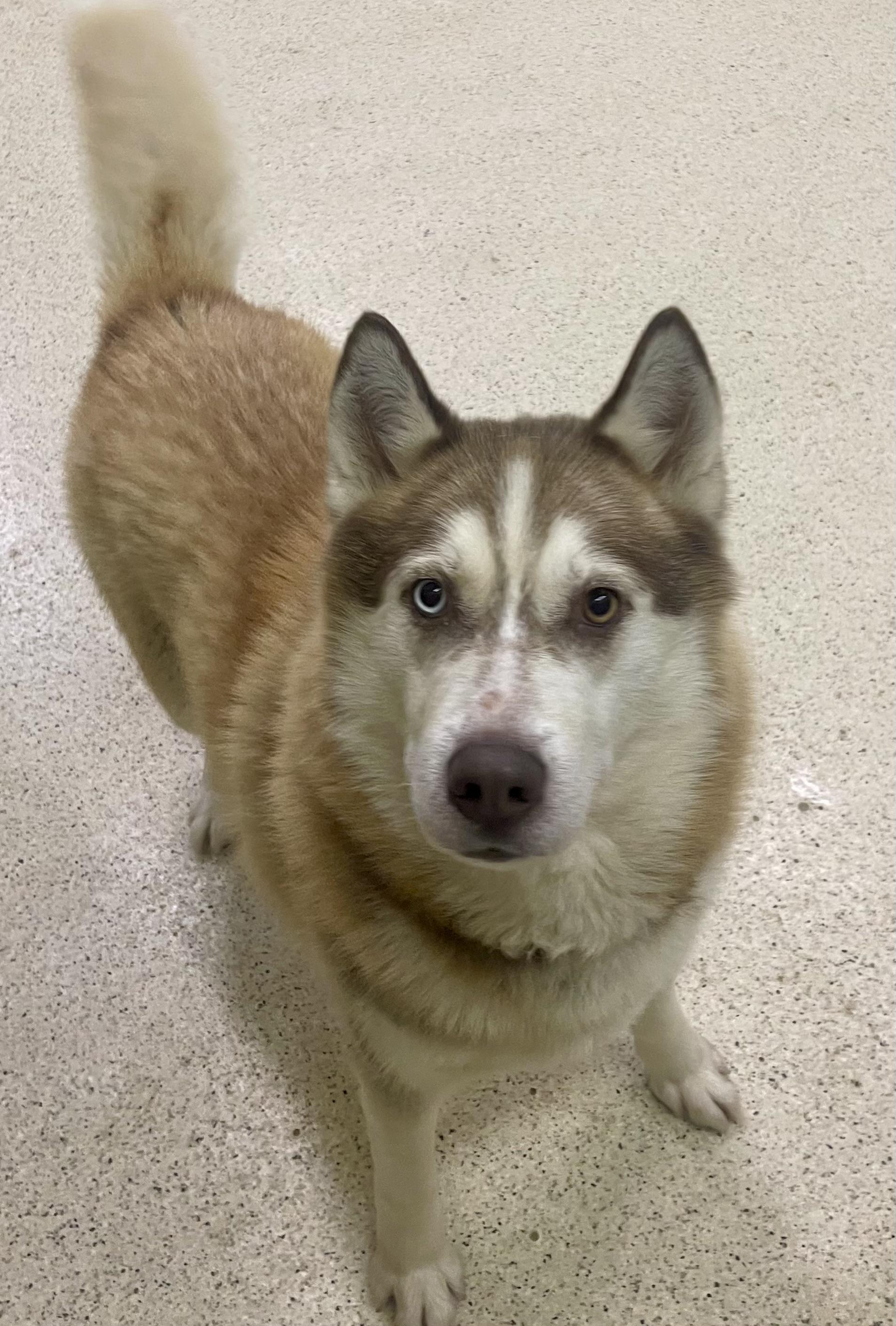 Kai, an adoptable Husky in Muncie, IN image 2/6