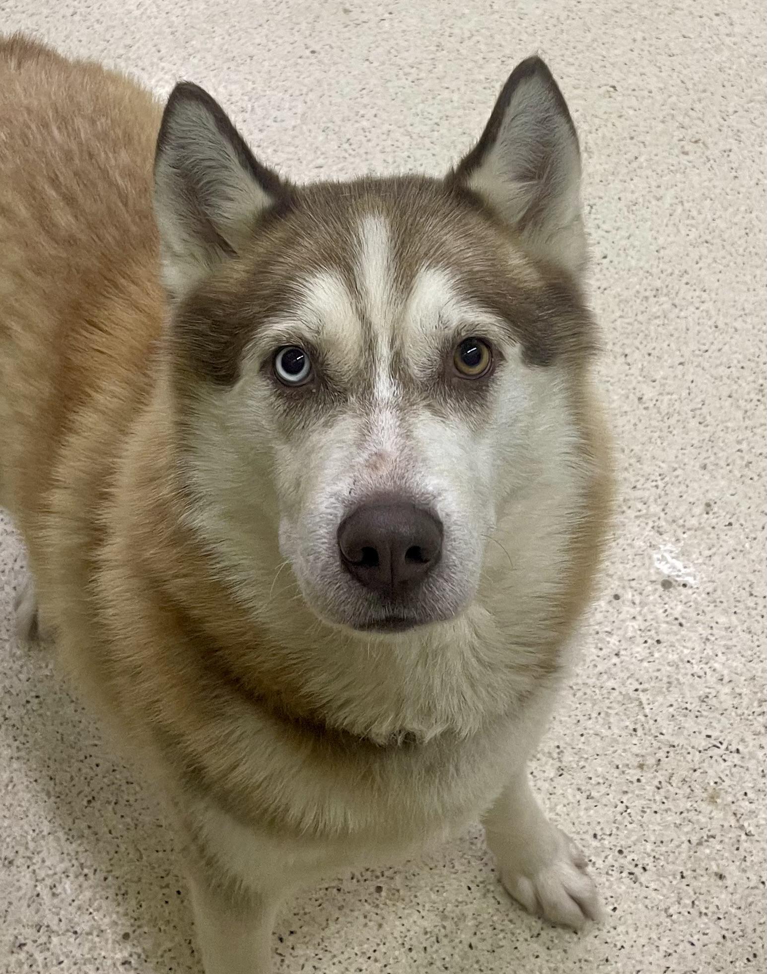 Kai, an adoptable Husky in Muncie, IN image 4/6