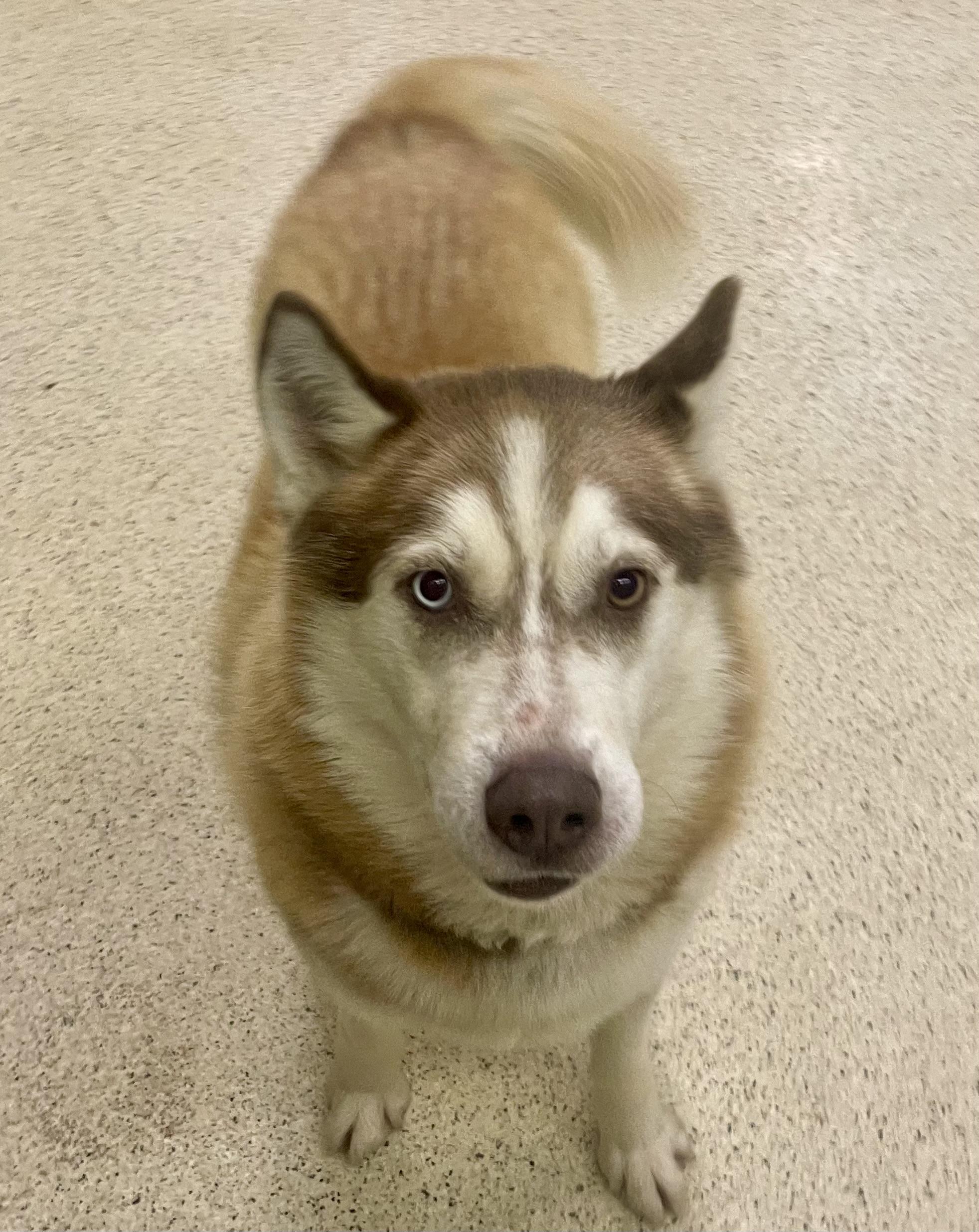 Kai, an adoptable Husky in Muncie, IN image 3/6