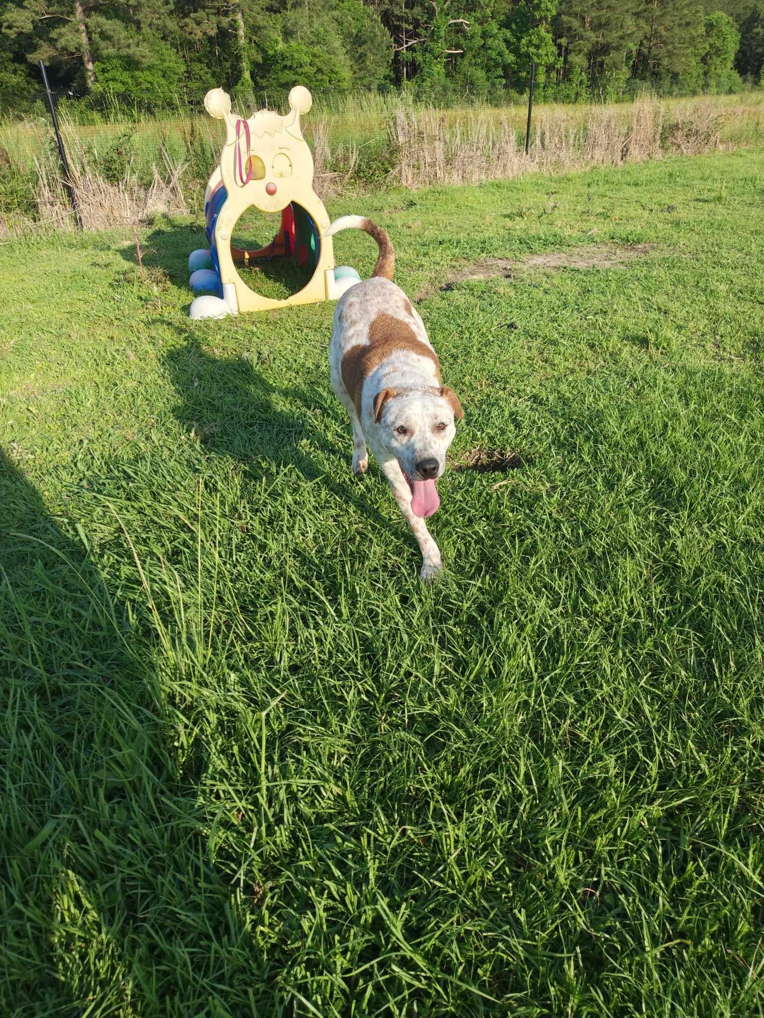 Enlarge Donald, a Adoptable mixed breed in Ville platte, LA image 3/4
