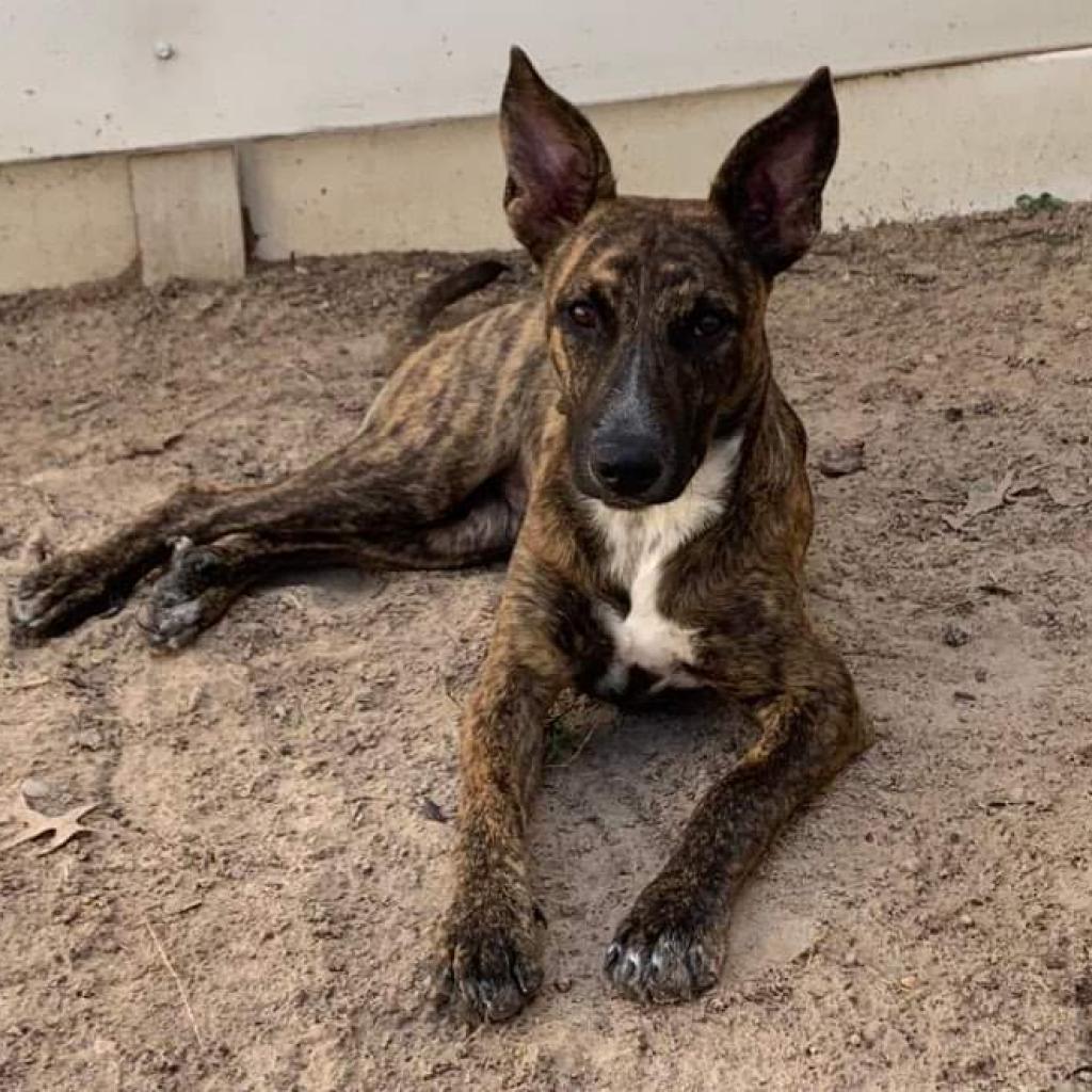 Enlarge Savvy, a Adoptable Dutch Shepherd in Houston, TX image 1/6
