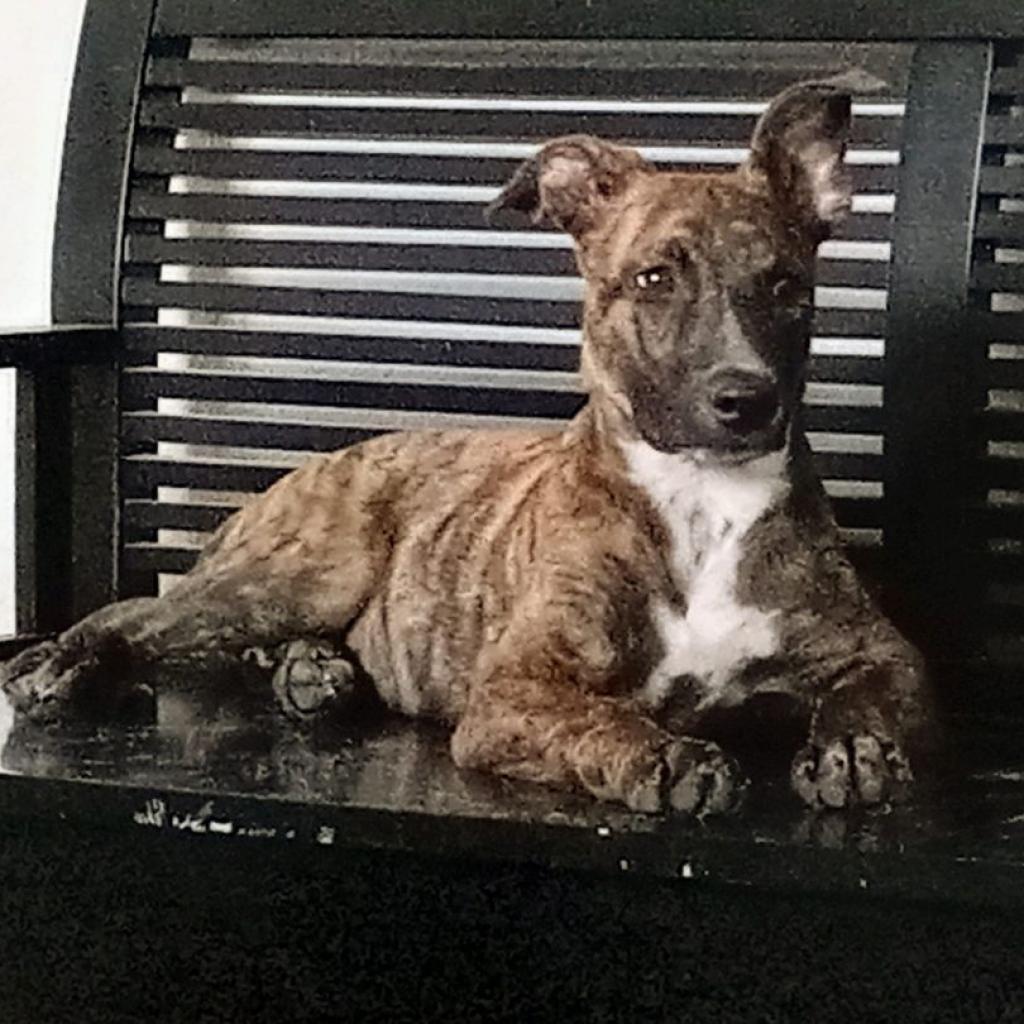 Enlarge Savvy, a Adoptable Dutch Shepherd in Houston, TX image 2/6