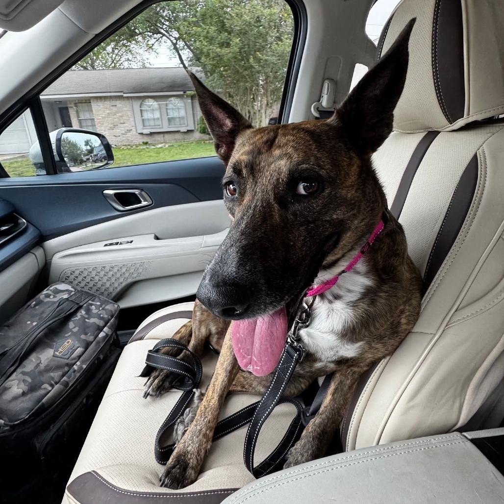 Enlarge Savvy, a Adoptable Dutch Shepherd in Houston, TX image 2/6