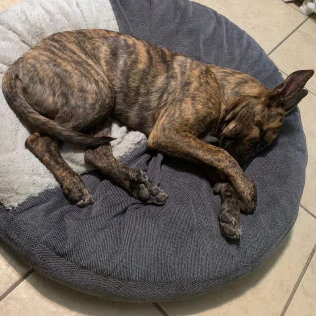 Enlarge Savvy, a Adoptable Dutch Shepherd in Houston, TX image 3/6