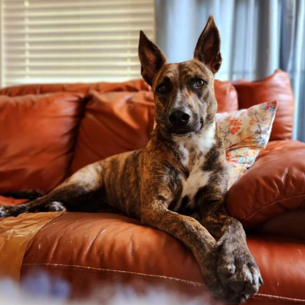 Enlarge Savvy, a Adoptable Dutch Shepherd in Houston, TX image 4/6