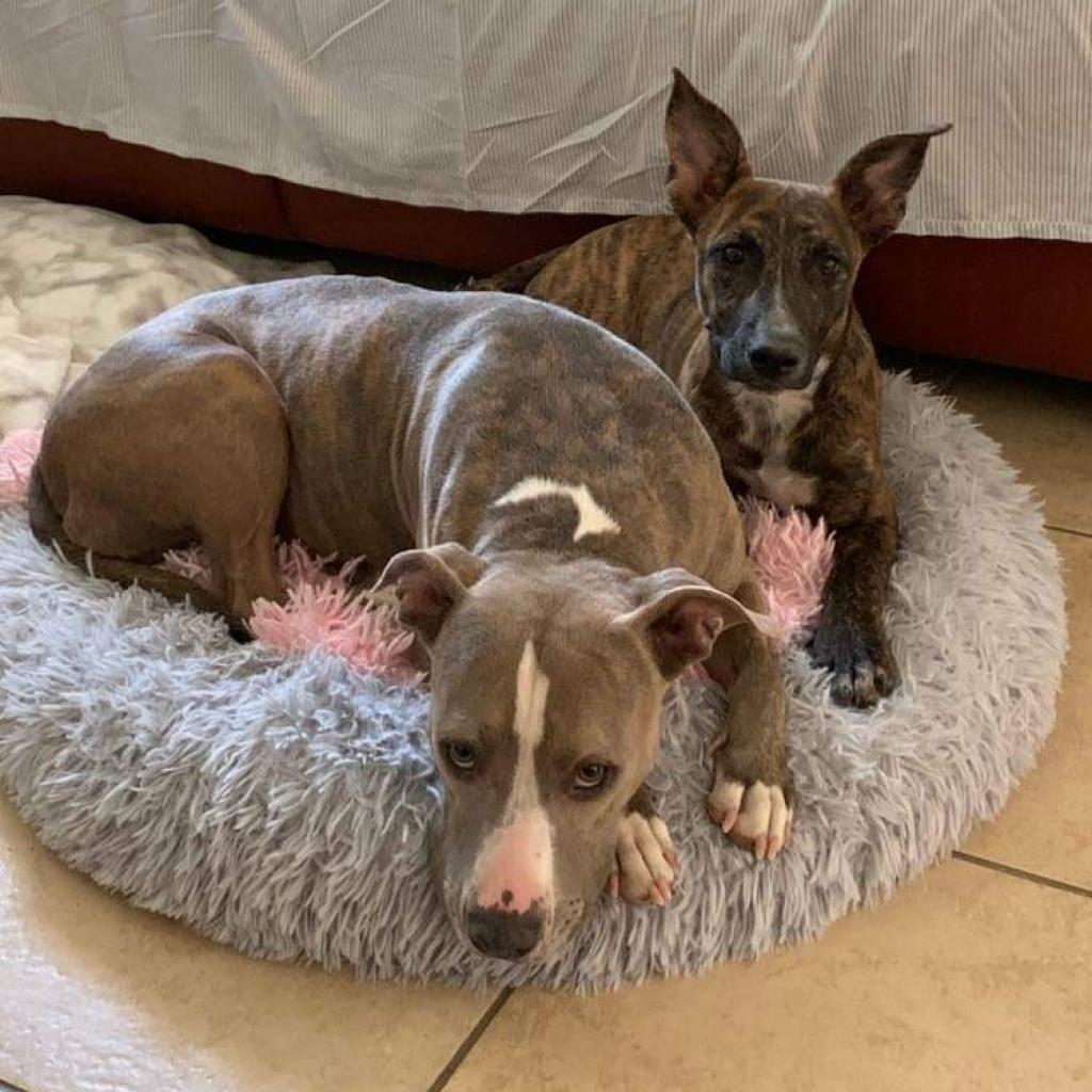 Enlarge Savvy, a Adoptable Dutch Shepherd in Houston, TX image 5/6