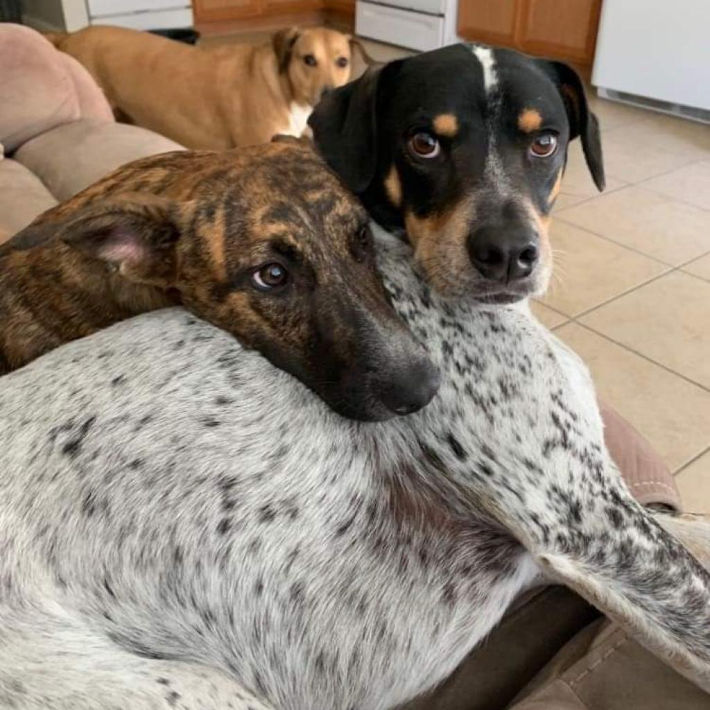 Enlarge Savvy, a Adoptable Dutch Shepherd in Houston, TX image 6/6