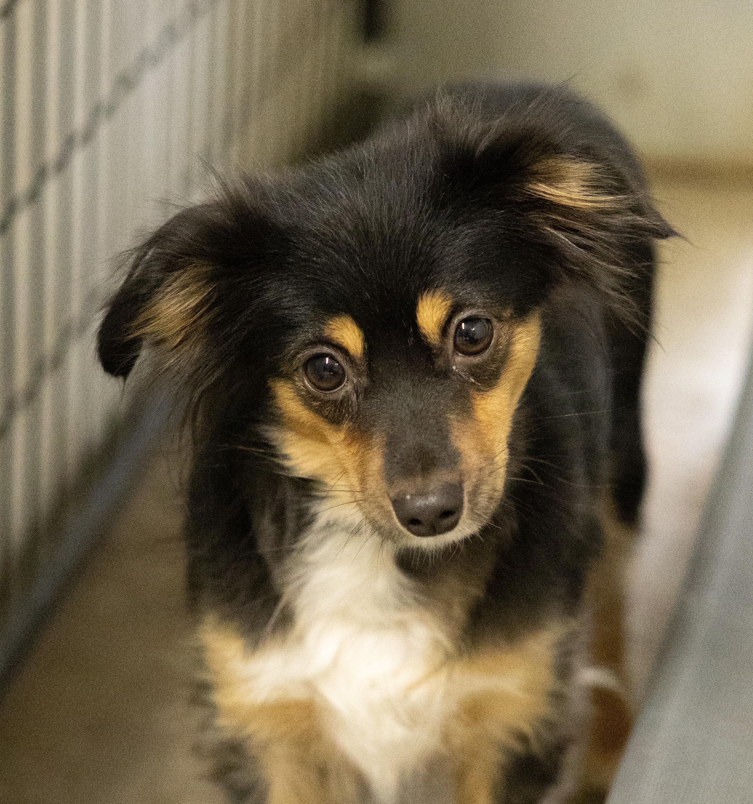 Enlarge Lulu and Tinker, a ADOPTABLE Mixed Breed in Libby, MT image 2/2