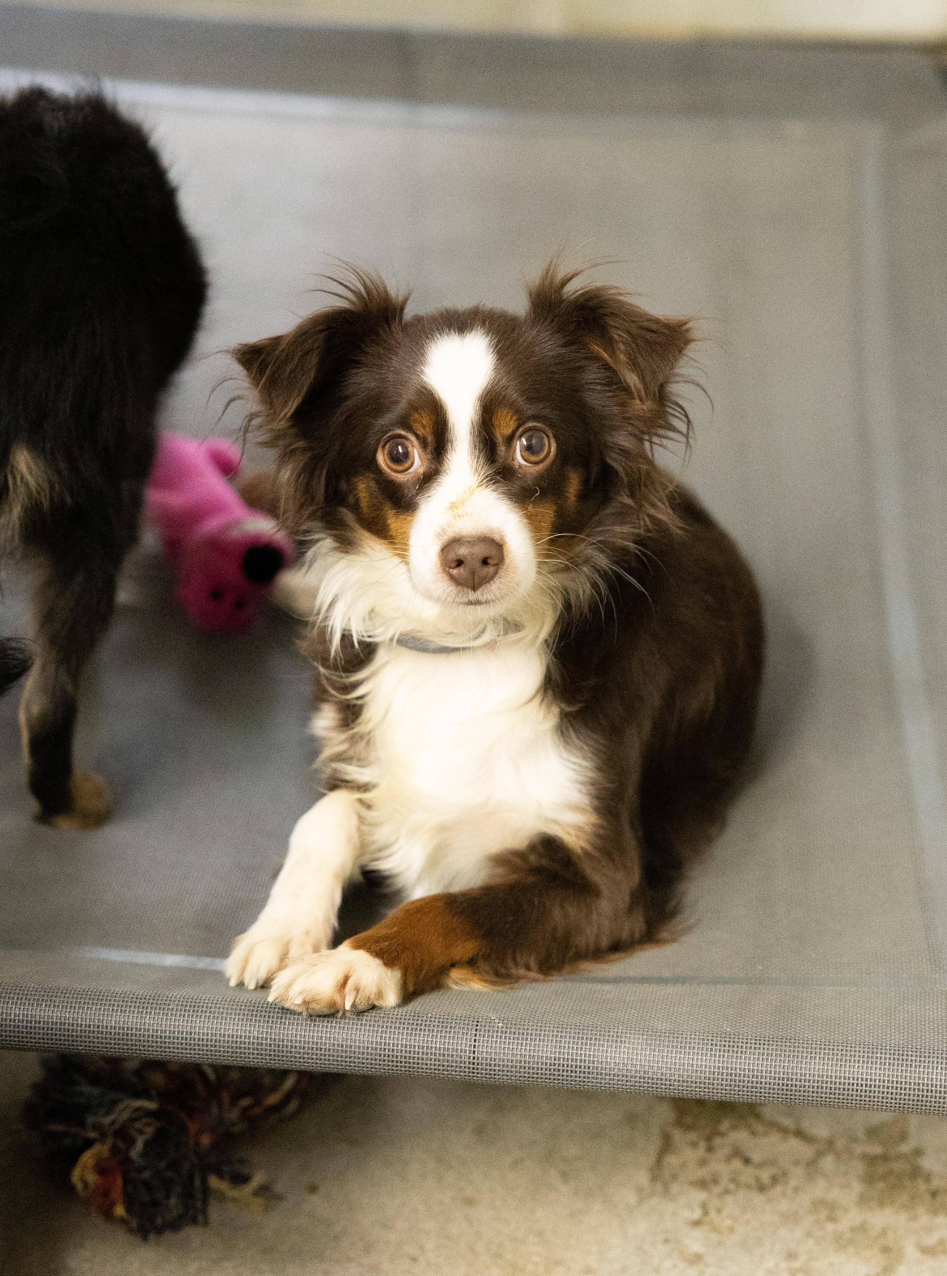 Enlarge Lulu and Tinker, a ADOPTABLE Mixed Breed in Libby, MT image 1/2