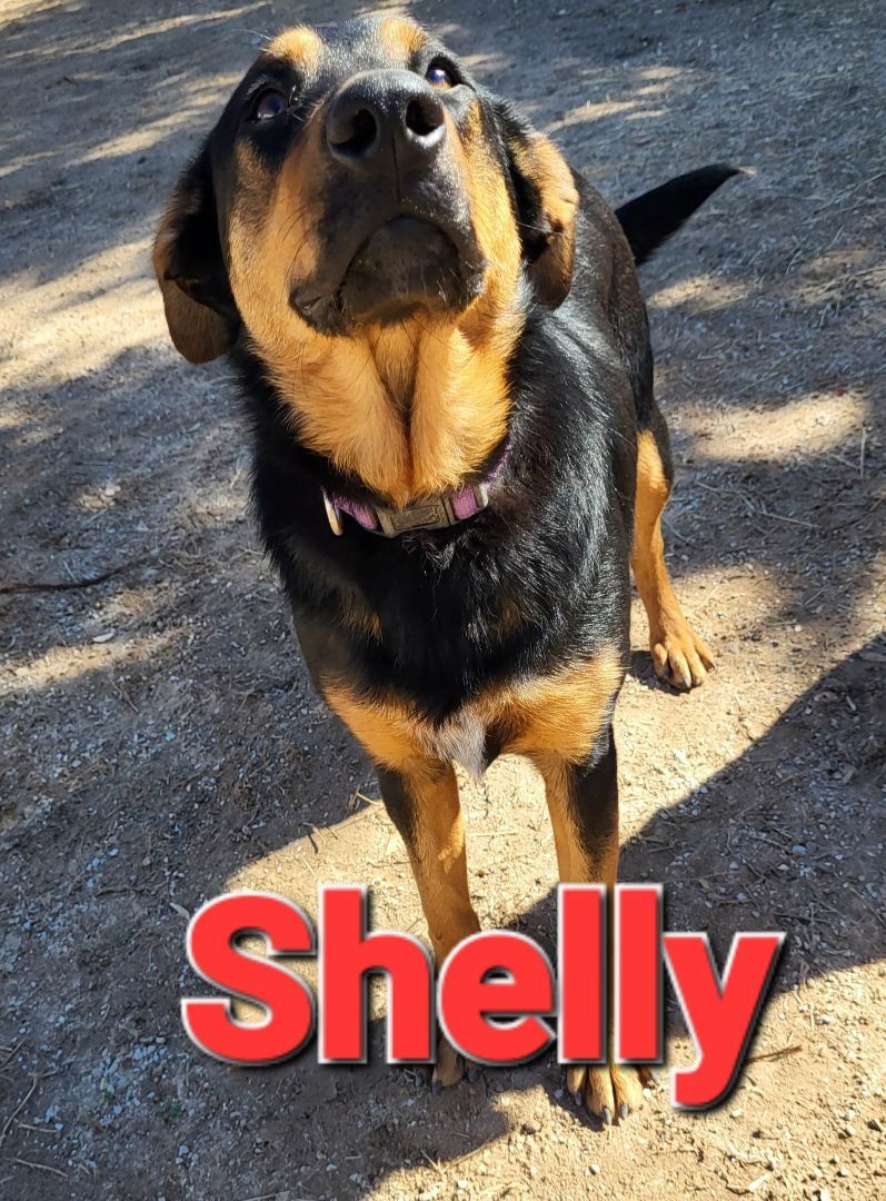 Shelly, a Adoptable mixed breed in Mexia, TX image 1/2
