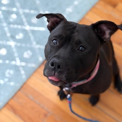 our regal River baby, Young Female Staffordshire Bull Terrier