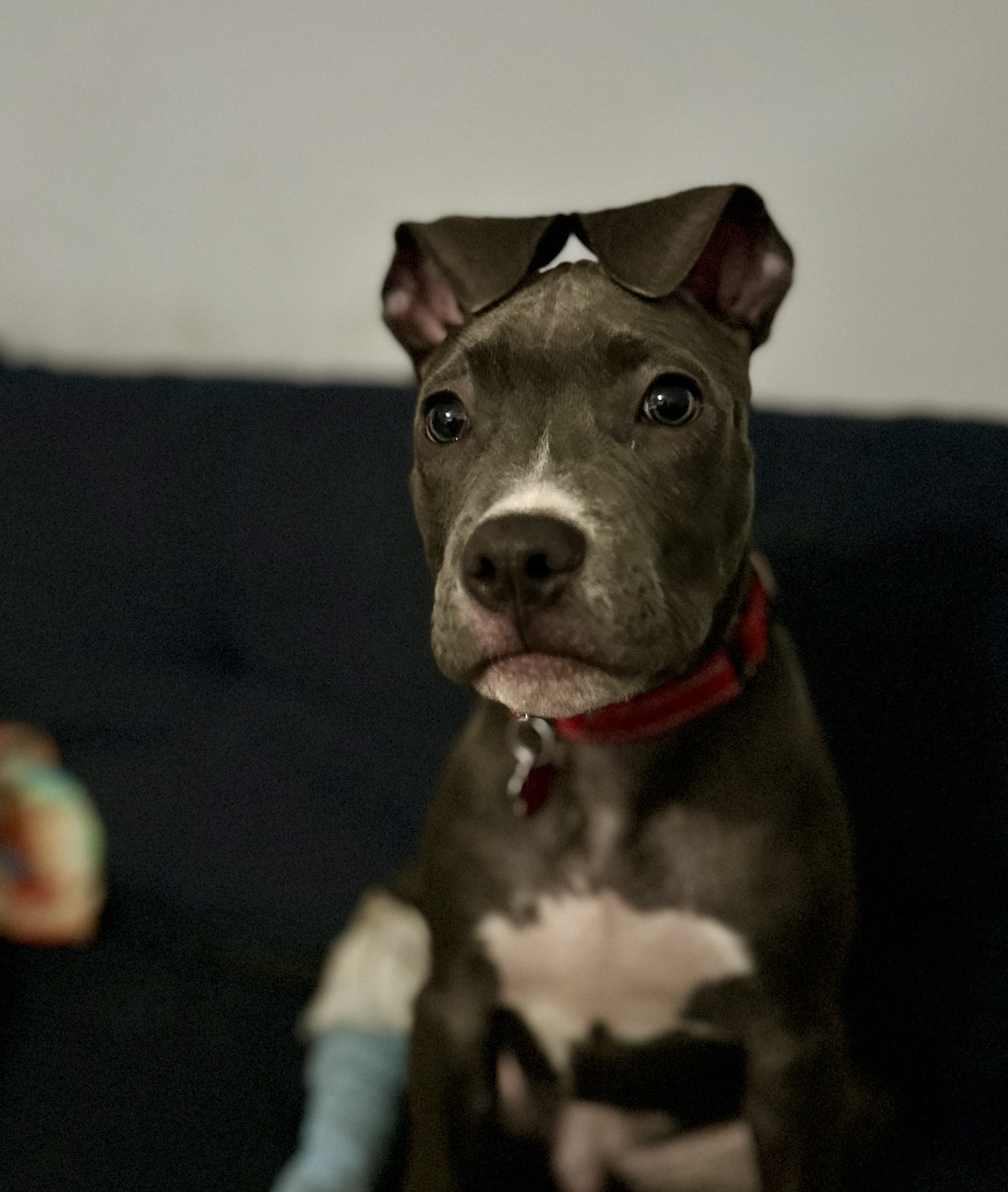 Dog for adoption Greyson, a Mixed Breed in Medford, NY Petfinder