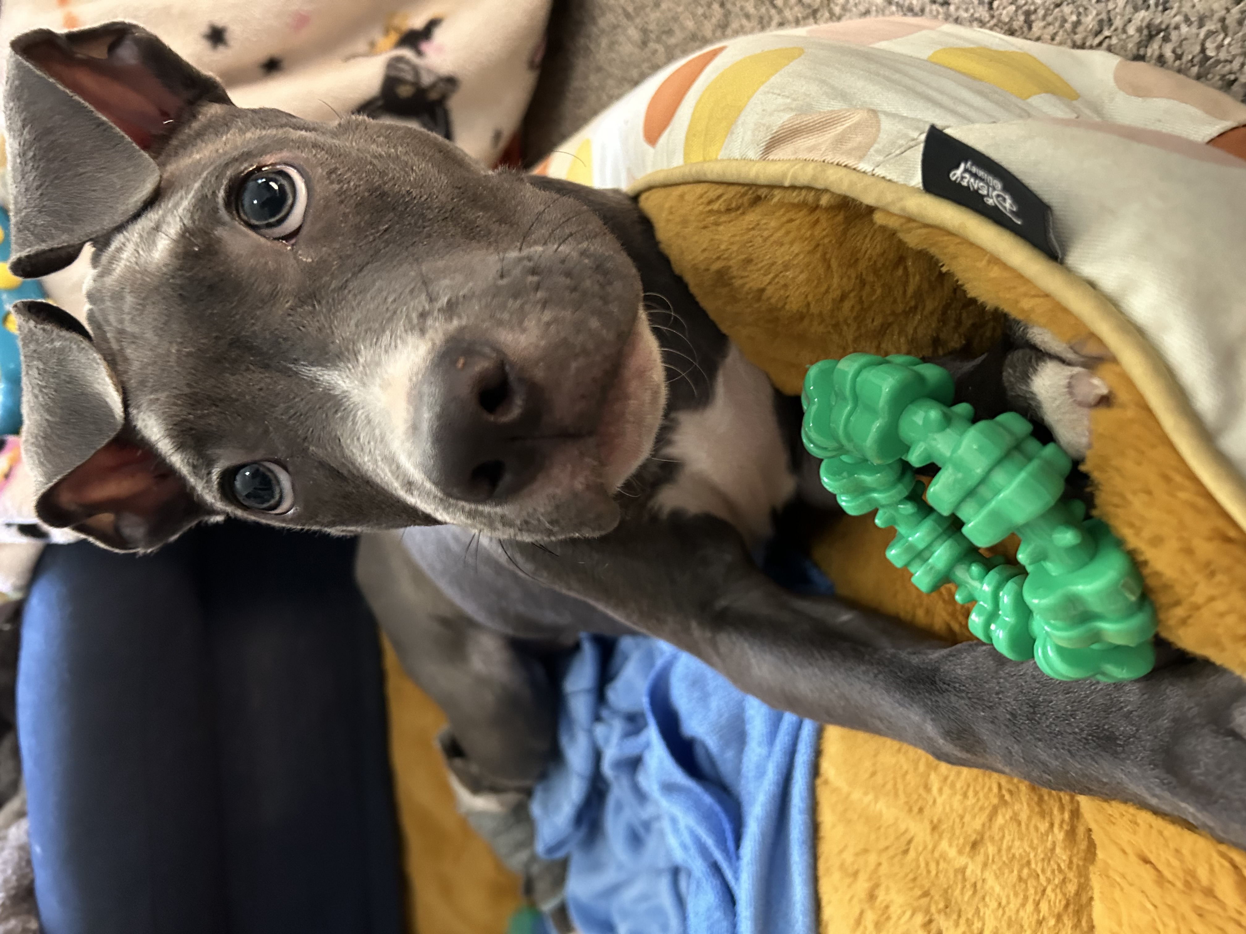 Dog for adoption Greyson, a Mixed Breed in Medford, NY Petfinder