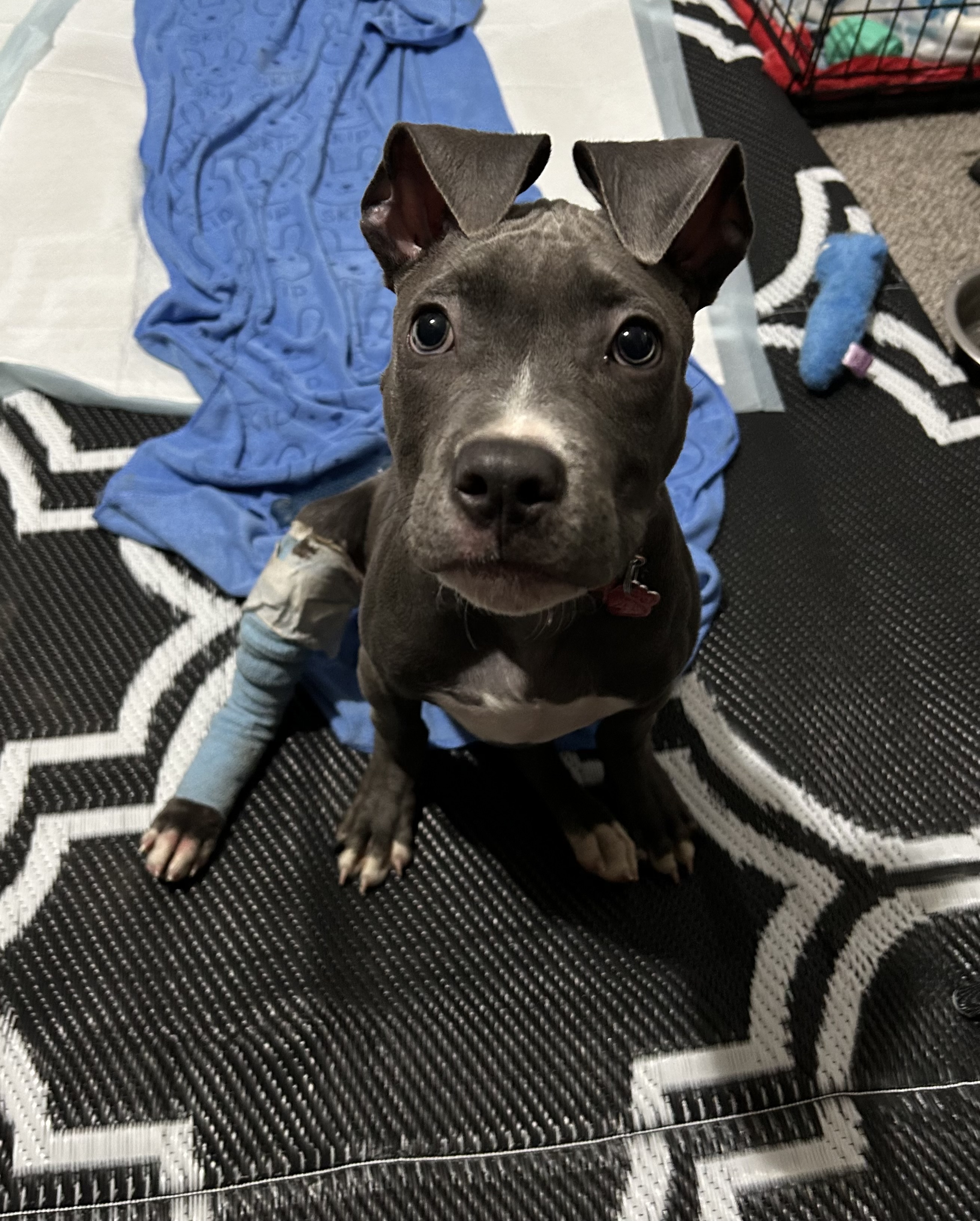 Dog for adoption Greyson, a Mixed Breed in Medford, NY Petfinder