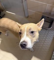 Enlarge SPLASH, a Adoptable Pit Bull Terrier in Dayton, OH image 1/1