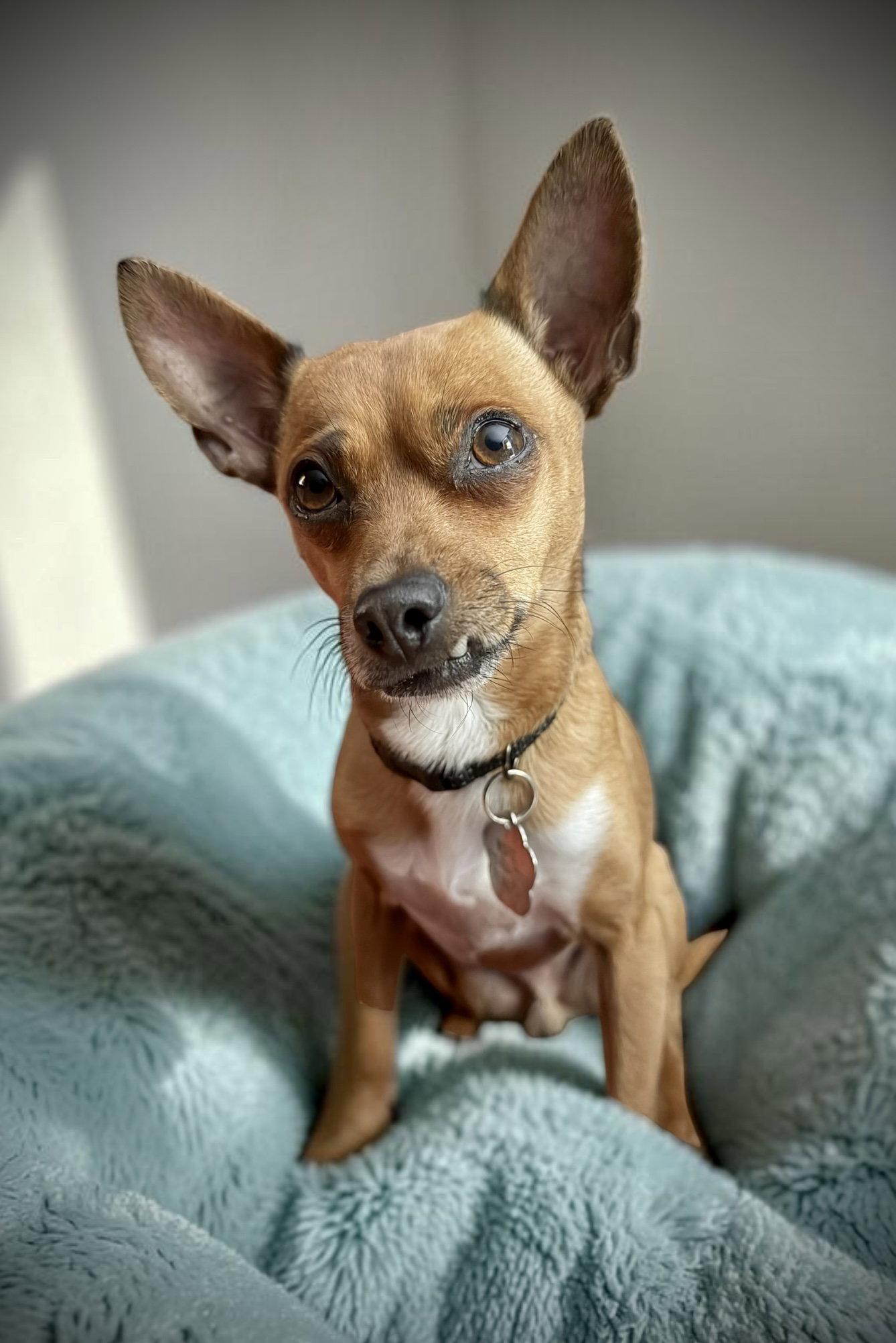 Theo, Adoptable, Senior Male Chihuahua.