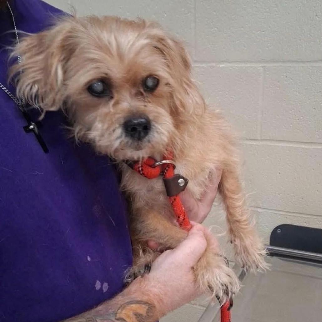 Enlarge Toby, a Adoptable mixed breed in Greenville, PA image 1/2