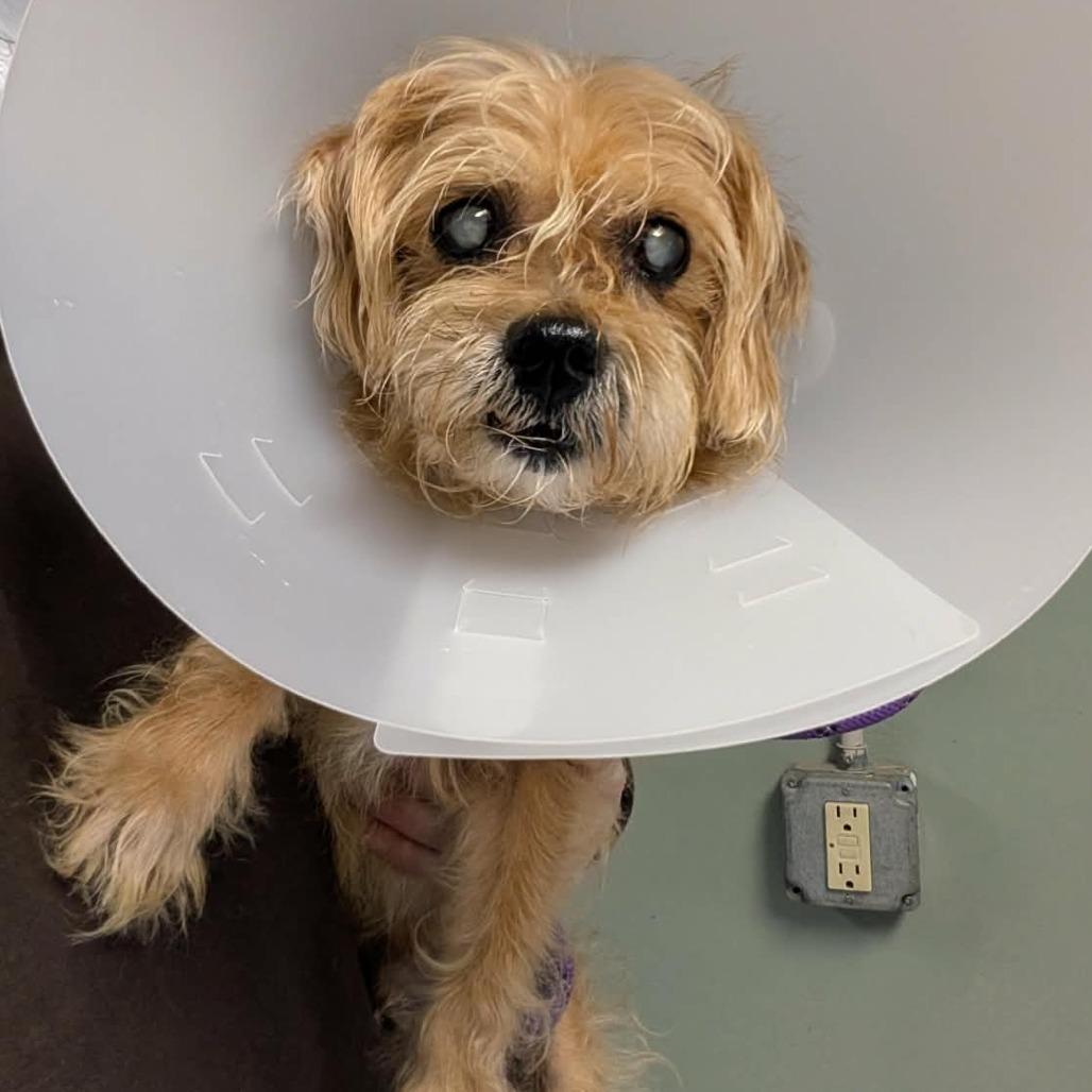 Enlarge Toby, a Adoptable mixed breed in Greenville, PA image 2/2