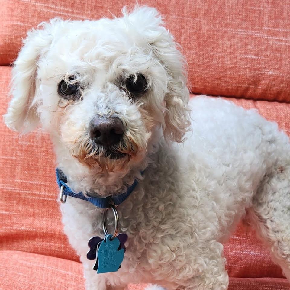 Lily, adoptable, Senior Female Poodle & Maltese.