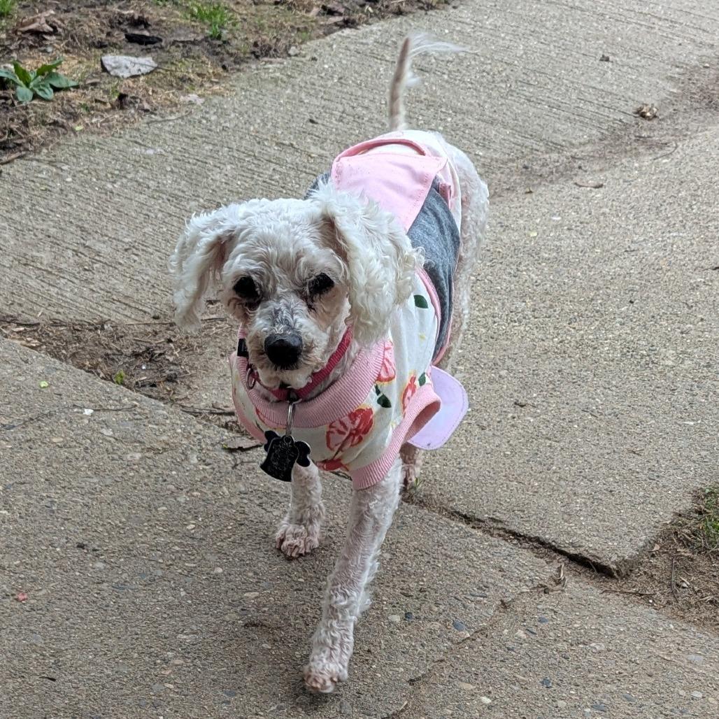 Lily, an adoptable mixed breed in Fenton, MI image 2/2