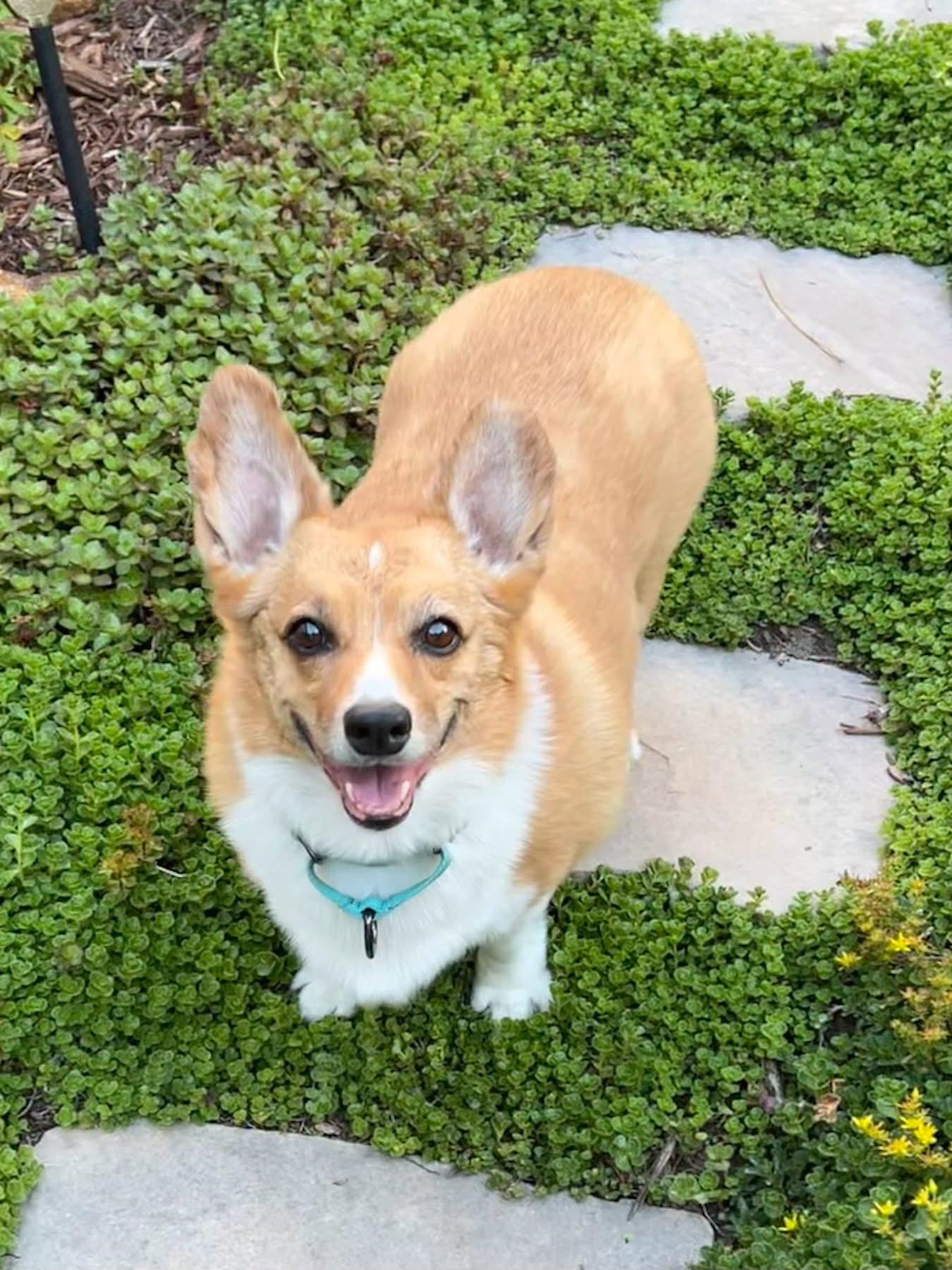 Enlarge Cuddles, a Adoptable Corgi in Denver, CO image 1/3