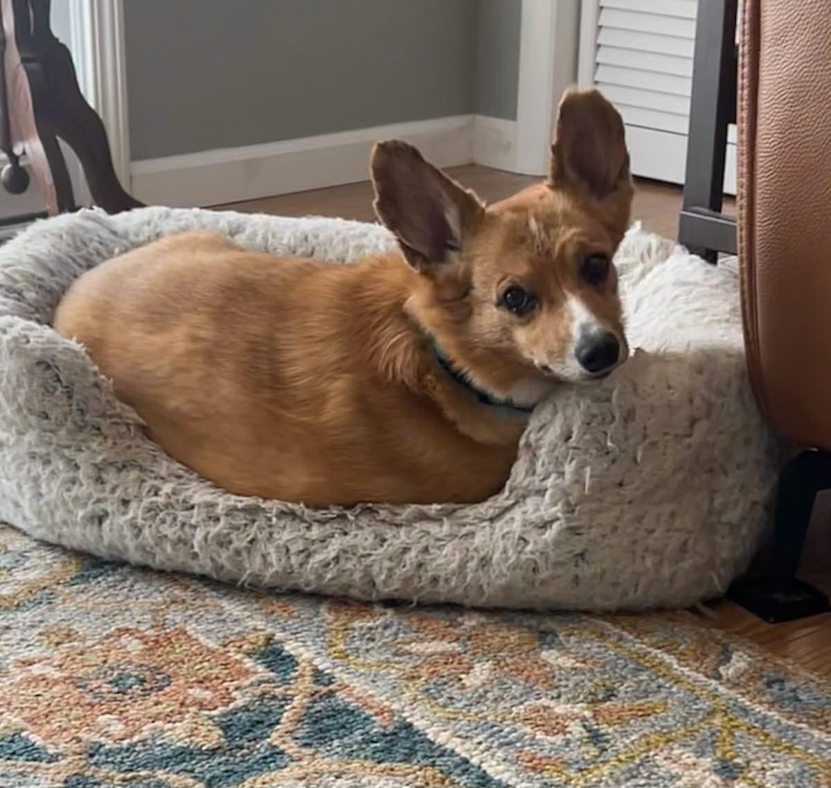 Enlarge Cuddles, a Adoptable Corgi in Denver, CO image 2/3