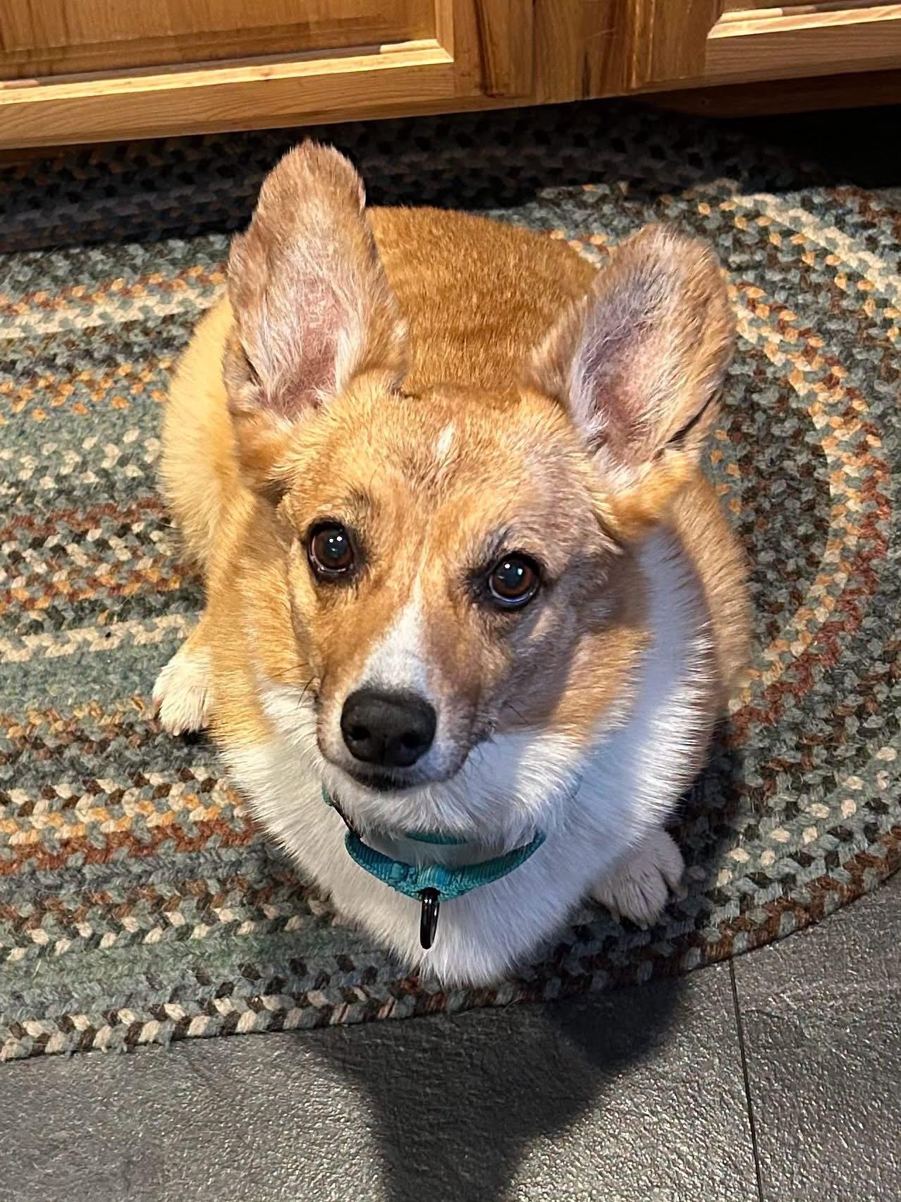 Enlarge Cuddles, a Adoptable Corgi in Denver, CO image 3/3