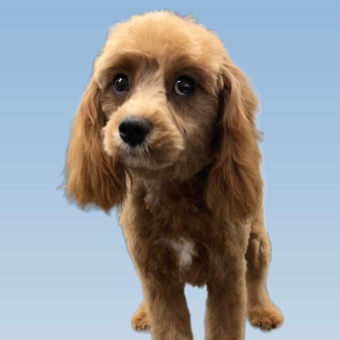 Jeremy, an adoptable Cavapoo in Lincolnwood, IL, 60712 | Photo Image 1