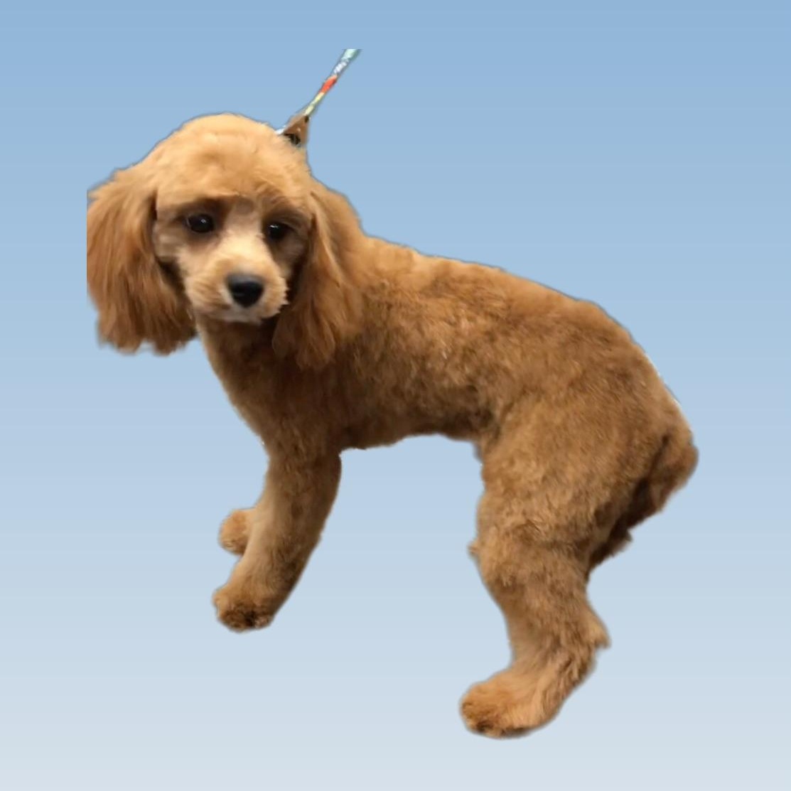 Jeremy, an adoptable Cavapoo in Lincolnwood, IL, 60712 | Photo Image 2