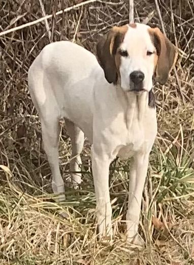 Sophia (Peg-Fostered in TN) photo 1