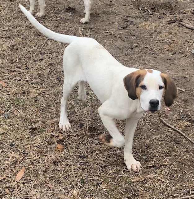Sophia (Peg-Fostered in TN) photo 6