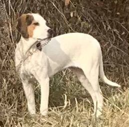 Sophia (Peg-Fostered in TN) photo 3