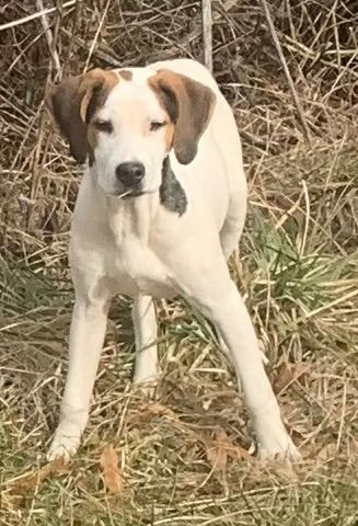 Pet of the Week